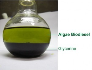 Biodiesel and Glycerine from Algae Extracted in our Lab