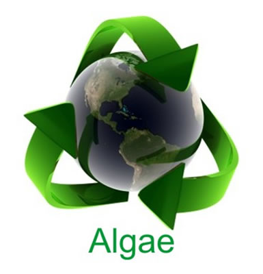 Algae biofuels