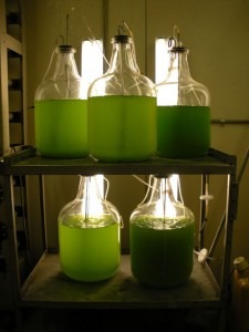Growing Algae