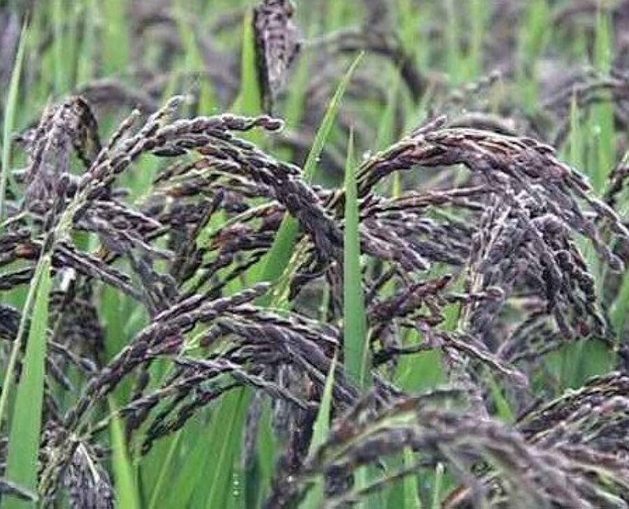 Black Rice The Super Antioxidant Food AlgaeForBiofuels Black Rice The Super Antioxidant Food AlgaeForBiofuels