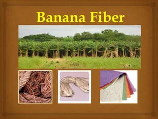Banana-fibers